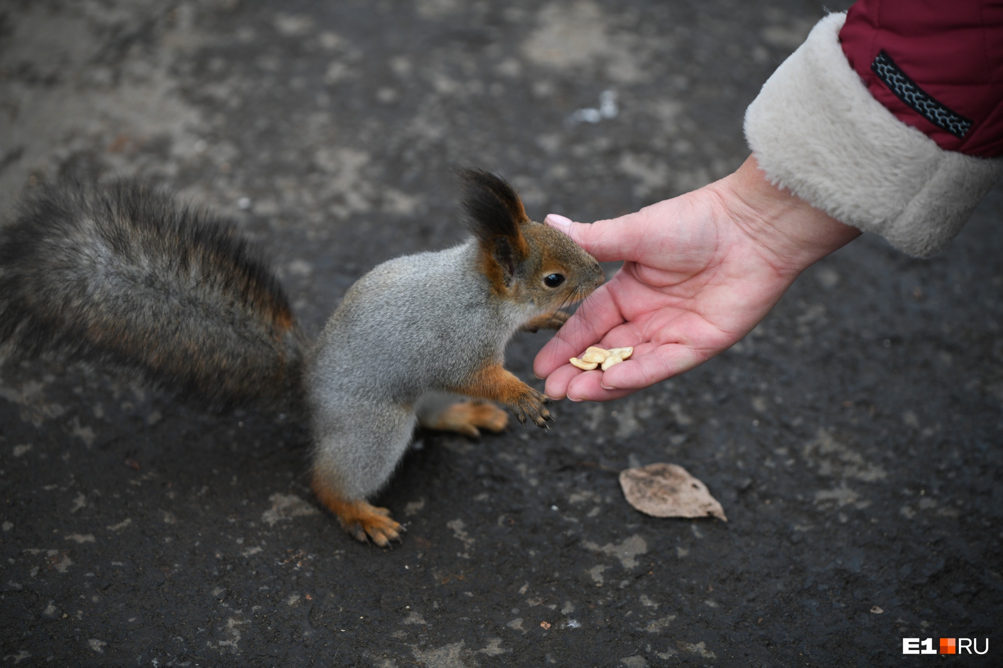 Посетители парка кормят их жареным арахисом 