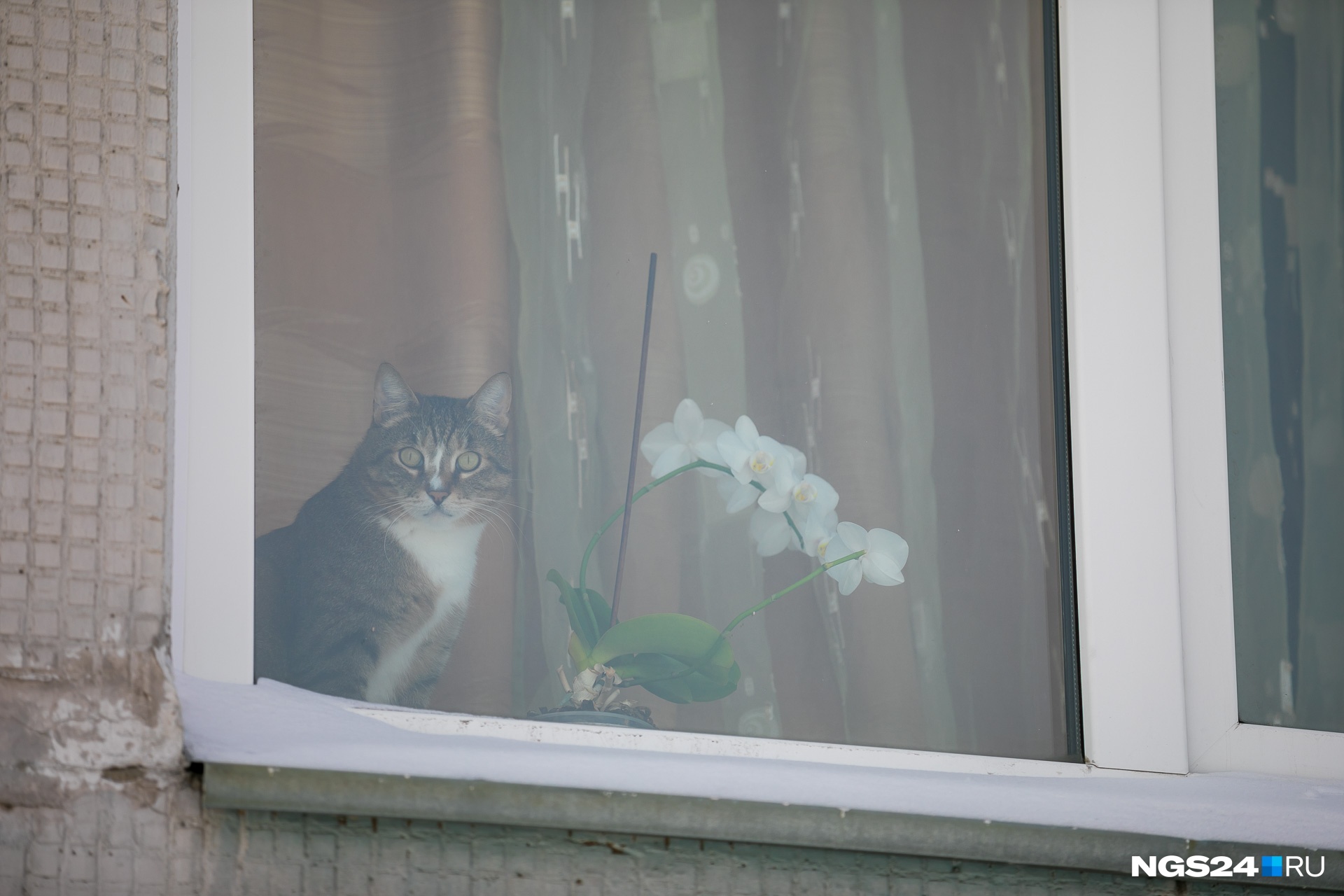 Одинокий кот на карнизе за окном