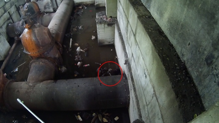 «Упасть туда нечаянно едва ли возможно»: на острове Баран из огромного подземного колодца вытащили собаку