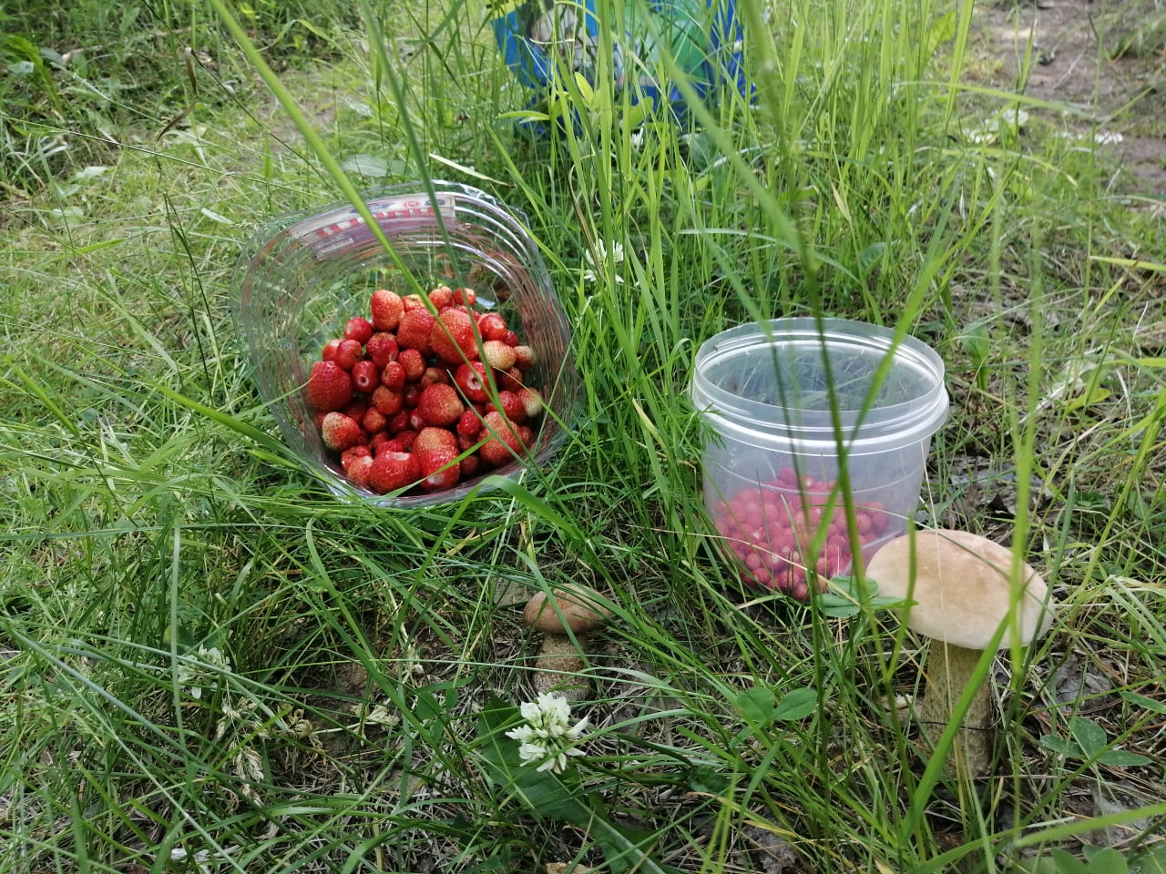 Земляника — направо, подберезовики — налево: куда ехать за грибами и ягодами на Урале в выходные