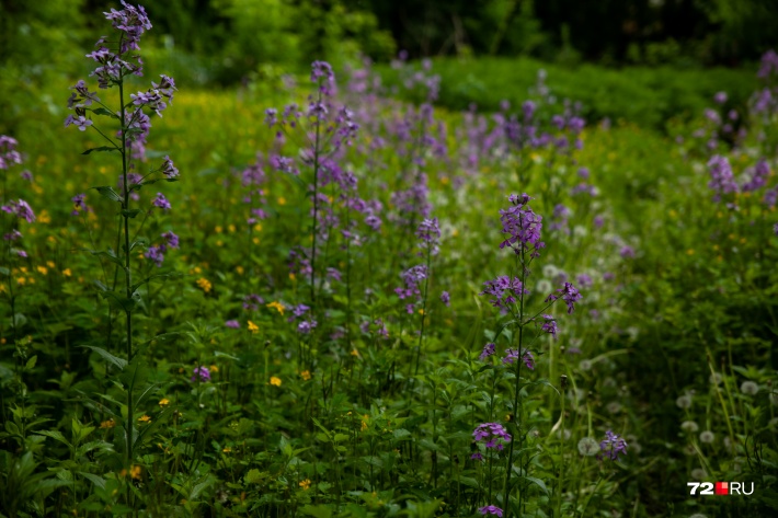 Сложно поверить, но в центре Тюмени прямо сейчас можно найти нетронутые луга. Может, пусть все останется как есть?