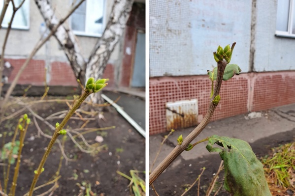 Из-за теплой погоды в городе даже распустились почки деревьев Из-за теплой погоды в городе даже распустились почки деревьев