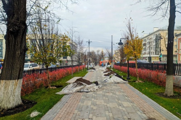 На участке от улицы Ленина до Пермской высадят 19 лип На участке от улицы Ленина до Пермской высадят 19 лип