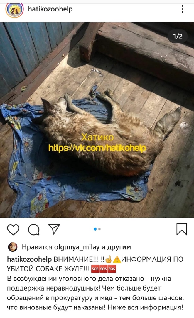 Собака не вставала три последних дня перед случившимся Собака не вставала три последних дня перед случившимся 