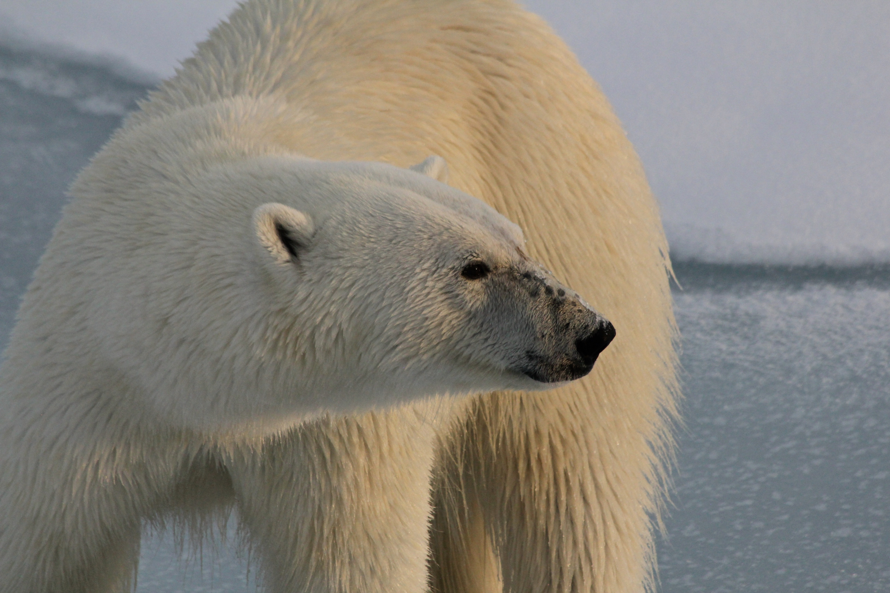 Белый медведь — это биоиндикатор вершины, флаговый вид, который находится на верхушке трофической цепи. По его численности, распределению плотности, расположению берлог и популяции можно будет сказать, как обстоят дела в Арктике в целом