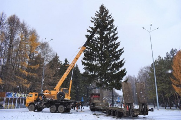 Елка в высоту 23 метра Елка в высоту 23 метра