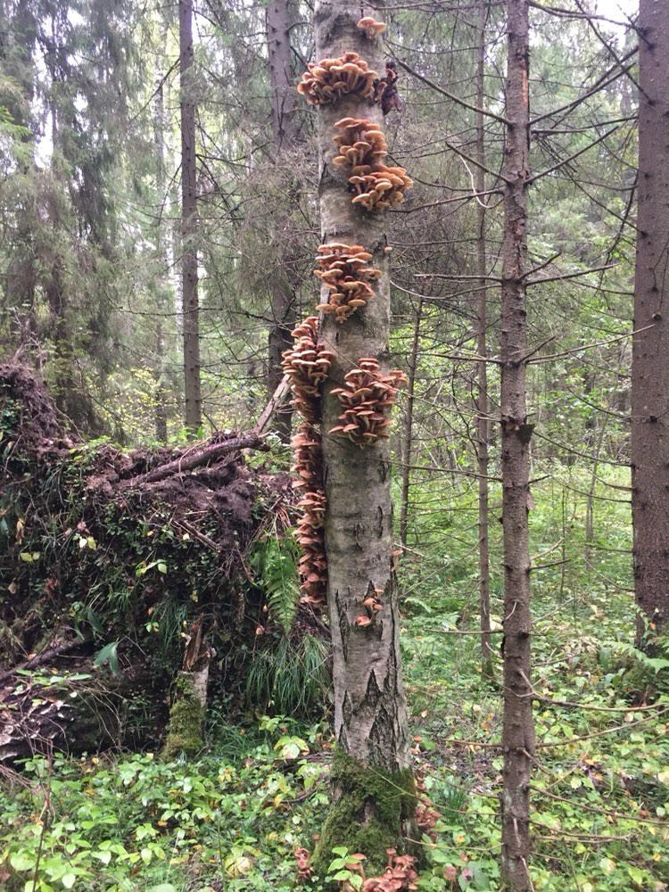 Опята пошли Опята пошли