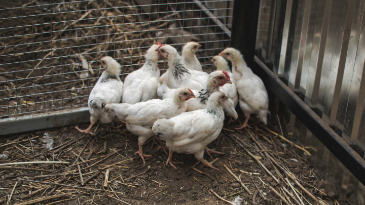 В Башкирии усилили ветеринарный контроль из-за вспышки птичьего гриппа