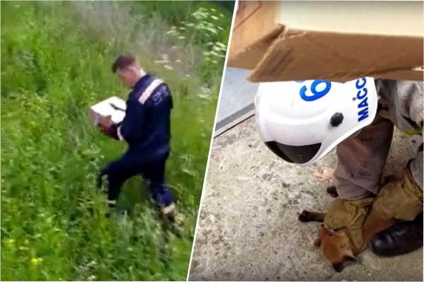 Лисёнка отвезли в лес на Гусинобродском тракте Лисёнка отвезли в лес на Гусинобродском тракте