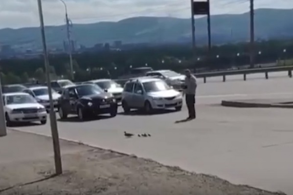 Птицы благополучно перебрались через бордюры и направились в сторону ТРЦ «Июнь» Птицы благополучно перебрались через бордюры и направились в сторону ТРЦ «Июнь»