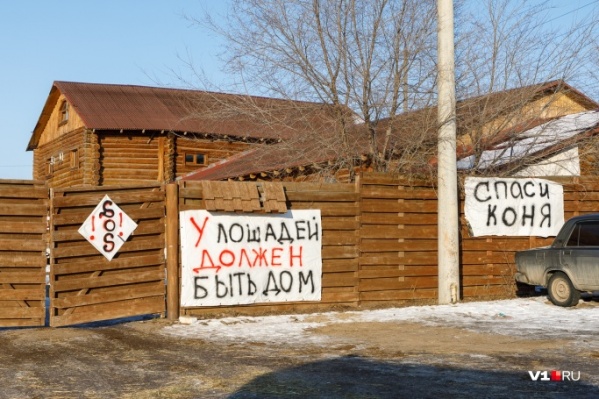 Лошадей снова пытаются лишить дома Лошадей снова пытаются лишить дома