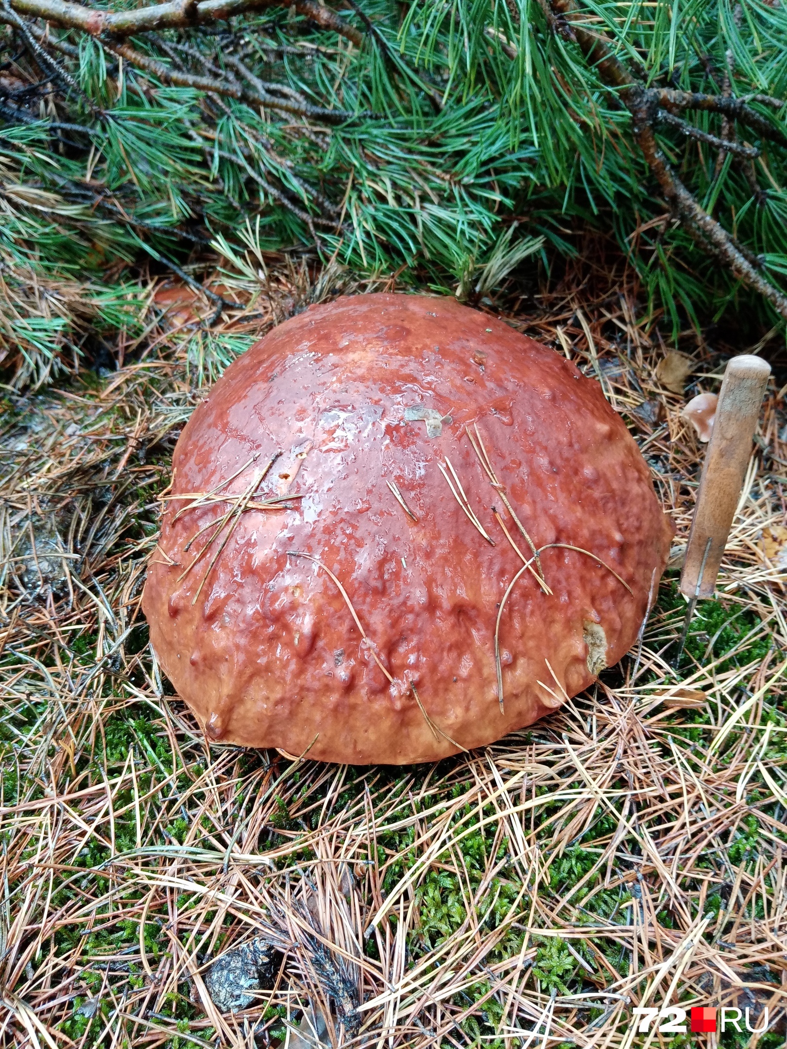 Говорят, что переросшие грибы брать с собой не стоит, но пройти мимо такого гиганта ну просто невозможно. Вы с нами согласны?