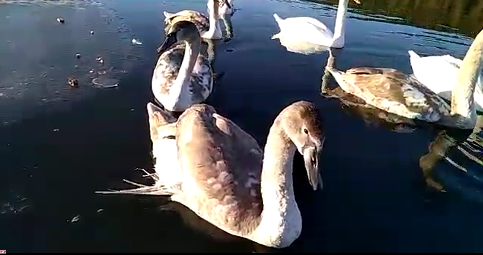 «У них крылья повреждены»: в Свердловской области заметили семью лебедей, которые не могут улететь с озера