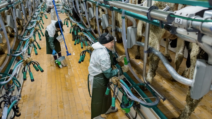 МСП Банк выделил 900 млн рублей на строительство молочной фермы в Красноярском крае