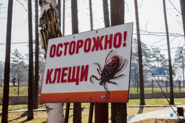 С 29 апреля по 5 мая в регионе было зарегистрировано 1362 укуса С 29 апреля по 5 мая в регионе было зарегистрировано 1362 укуса