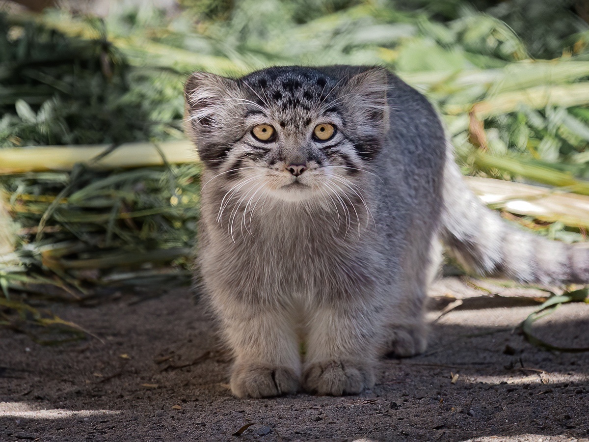 У манулят в Новосибирском зоопарке второй раз изменился цвет глаз — разглядываем 7 фотографий диких котят
