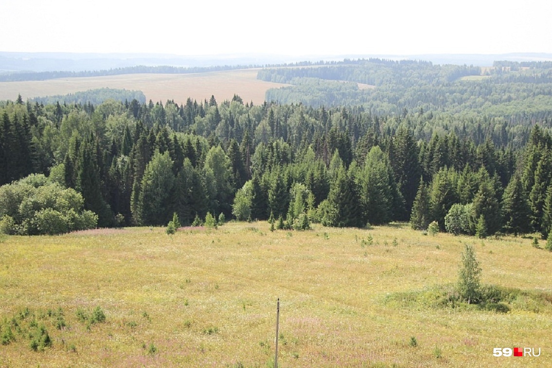 59 пермский край. Деревья растущие в Коми Пермяцком округе.