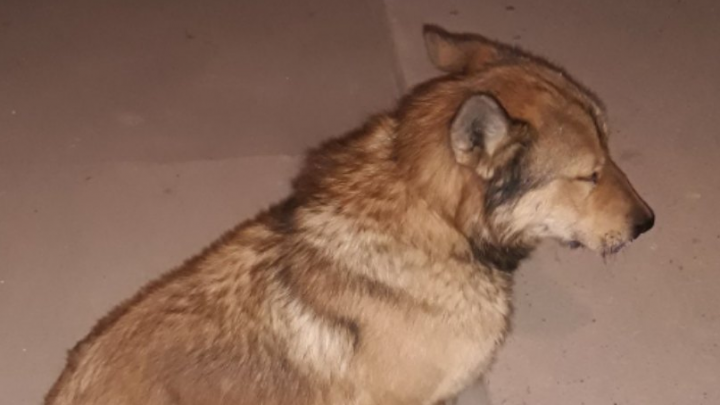 «Живодёр недолго будет ждать своей очереди»: в Ярославской области домашней собаке прострелили нос