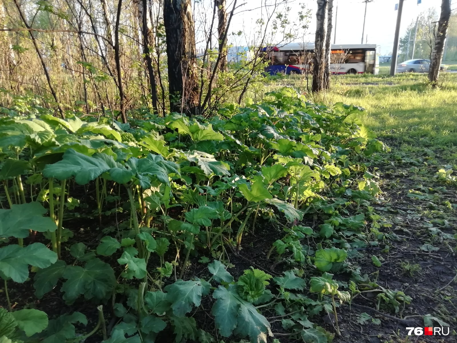 Ядовитое растение растёт в разных районах Ярославля