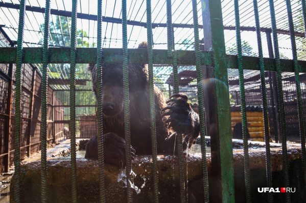 В Уфе синоптики обещают жару до +38 °С В Уфе синоптики обещают жару до +38 °С
