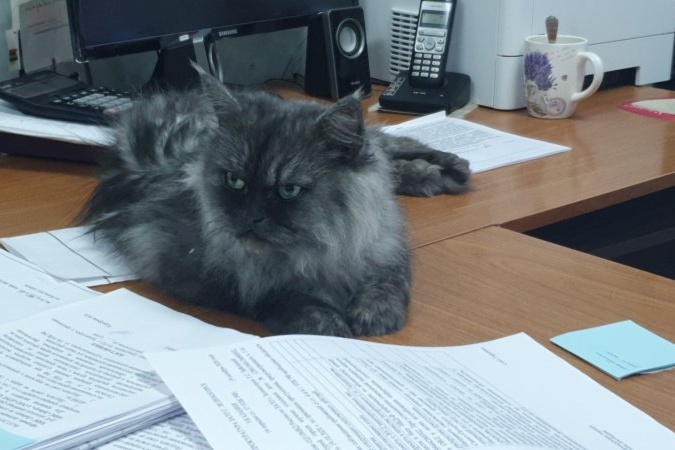 Кошка не получила серьезных травм, но выглядит очень недовольной Кошка не получила серьезных травм, но выглядит очень недовольной