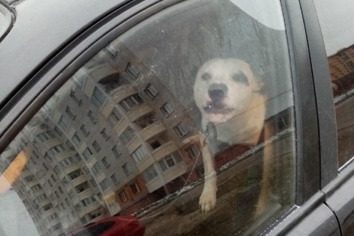 Ярославцы пожалели запертого в машине пса