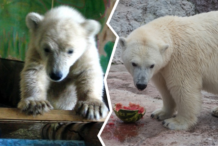 Аврора приехала в Красноярск маленьким грязным медвежонком, а выросла в большую белую красивую медведицу