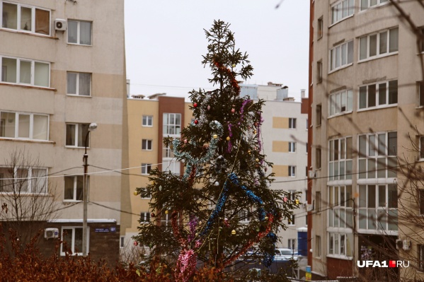 Деревья начнут принимать через <nobr class="_">10 дней</nobr> Деревья начнут принимать через <nobr class="_">10 дней</nobr>