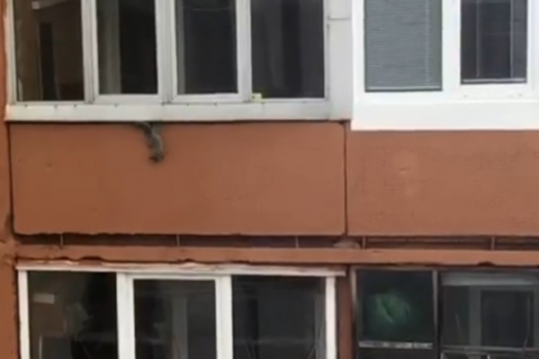 Белочка своим бесстрашием напугала автора видео Белочка своим бесстрашием напугала автора видео