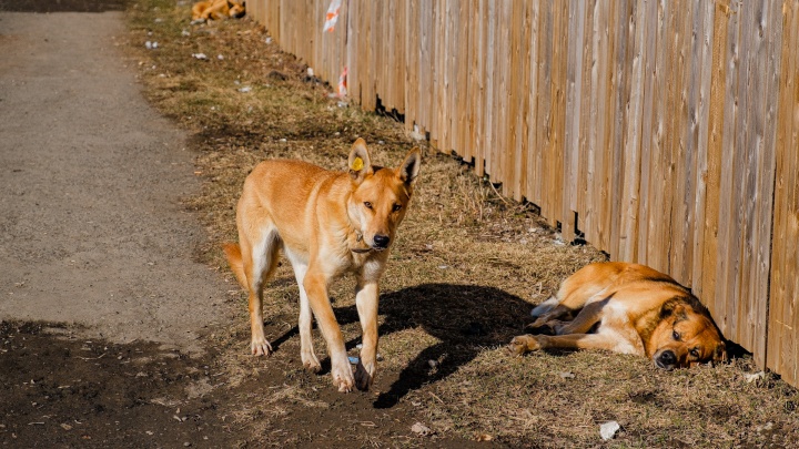 Бизнесмен из Прикамья незаконно вывез в соседний регион несколько десятков бездомных собак