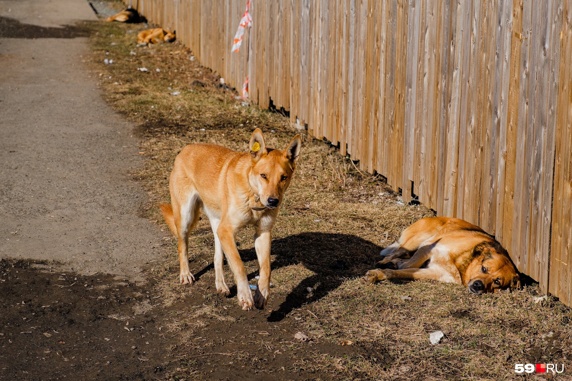 Пермячка взыскала 25 тысяч рублей компенсации за нападение собак