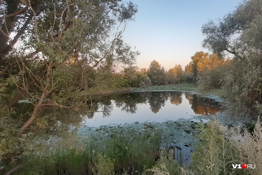 Под Волгоградом погибает озеро лотосов - фото 4