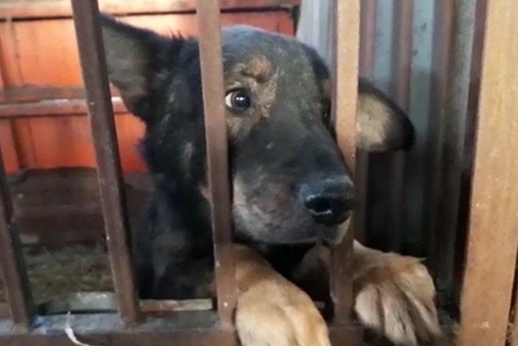 Собак нужно пристроить, также нужна помощь с перевозками Собак нужно пристроить, также нужна помощь с перевозками