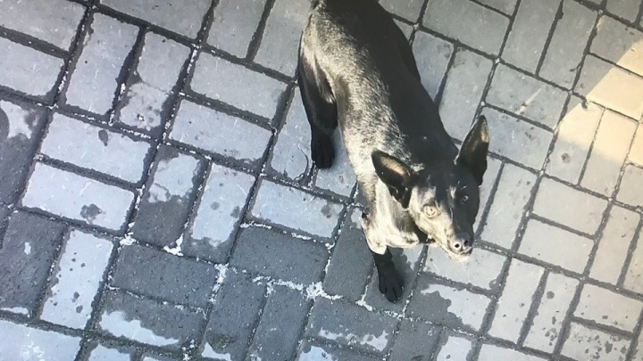 А ведь когда-то были ласковыми: в Волгограде голодные собаки бросаются на людей