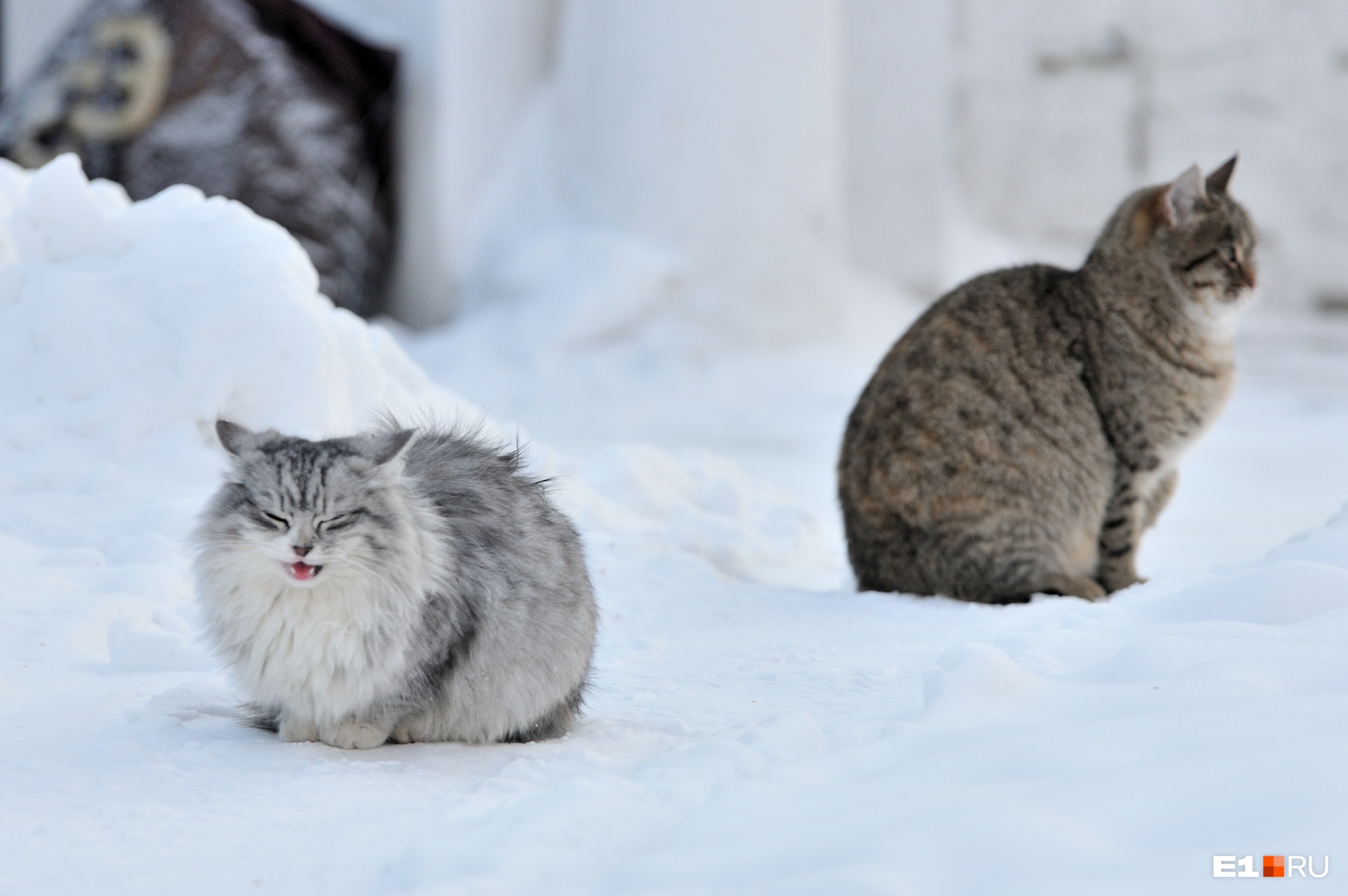 Держитесь, котики: в Свердловскую область пришли аномальные морозы, местами похолодает до минус 40