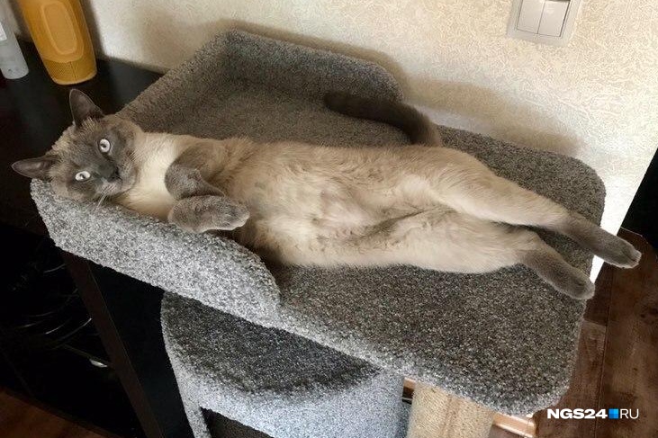 Котофей любит валяться на когтеточке Котофей любит валяться на когтеточке