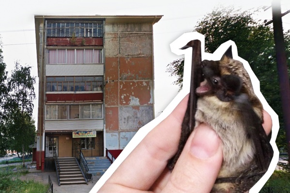 В Тобольске летучие мыши поселились на балконе одной из многоэтажек В Тобольске летучие мыши поселились на балконе одной из многоэтажек