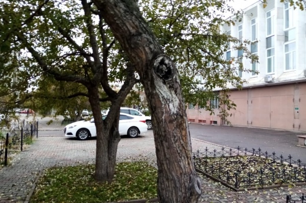Деревья высохли и были поломаны ветром Деревья высохли и были поломаны ветром 