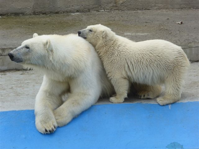 Хаарчаана с мамой. Фото якутского зоопарка «Орто-Дойду» с сайта zoo.ykt.ru