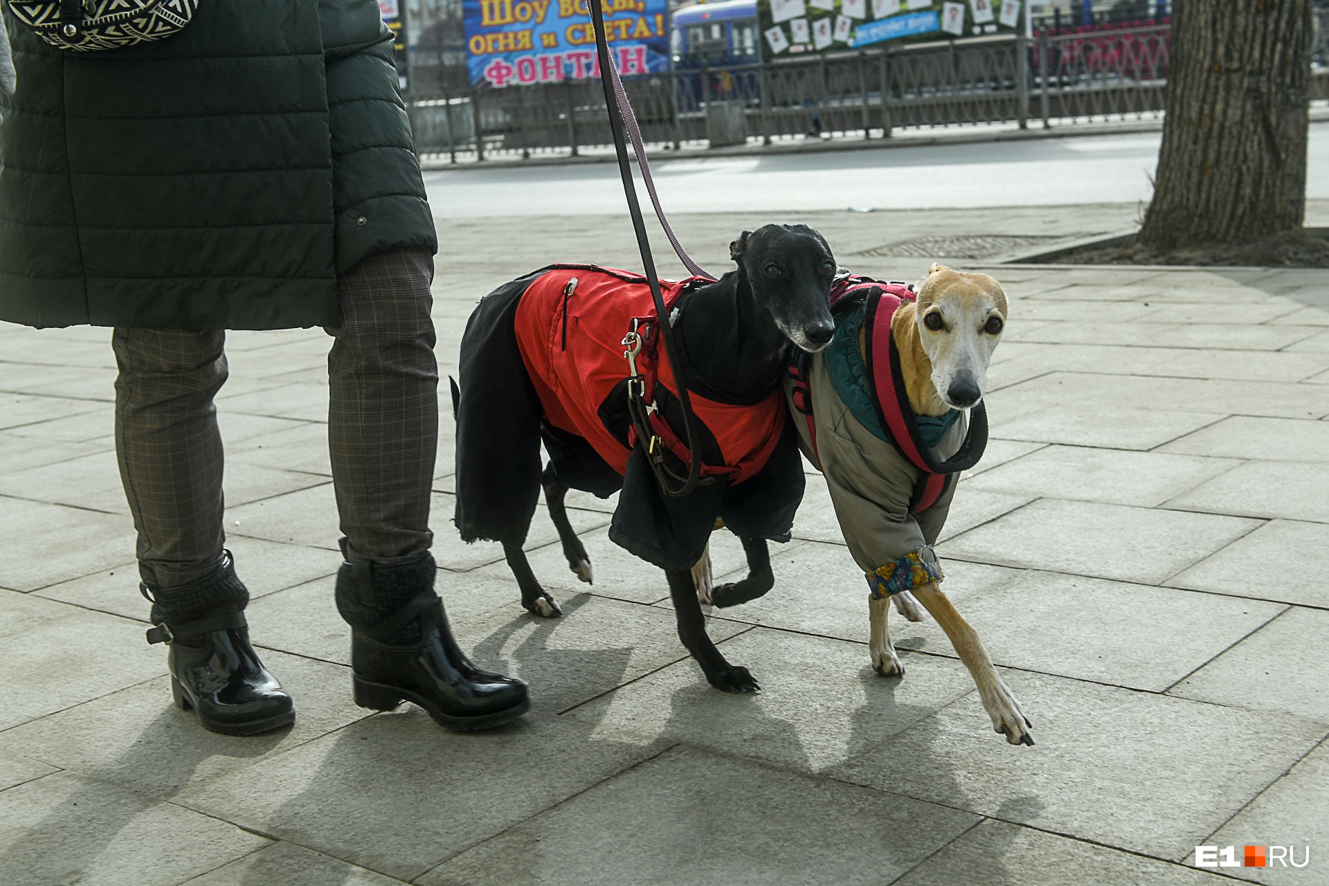 С собакой можно. 10 фотографий песиков, спасающих екатеринбуржцев от заточения