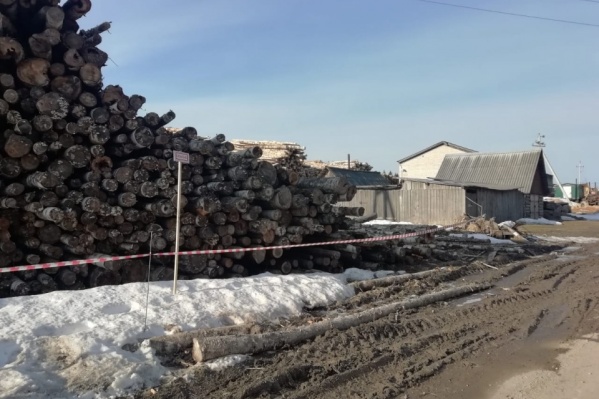 Тихон Тараканов сложил деревья, не следуя технике безопасности Тихон Тараканов сложил деревья, не следуя технике безопасности 