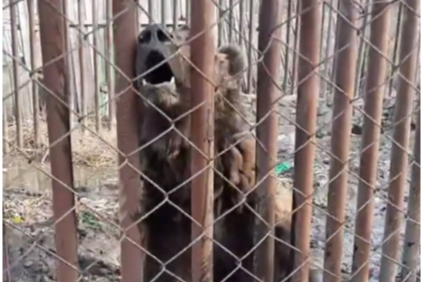 На даче под Красноярском голодают брошенные взаперти медведи