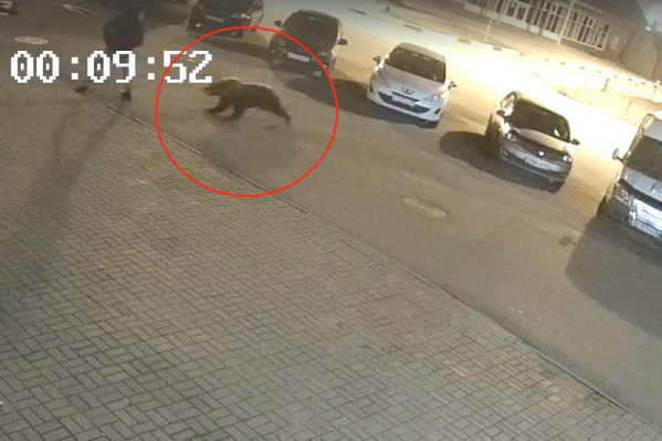 Зверь вёл себя очень агрессивно Зверь вёл себя очень агрессивно
