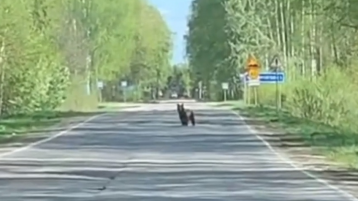 В Борском районе медвежонок выбежал на дорогу и попал на видео