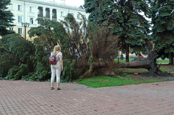 Ветер силой 25–27 м/с способен повалить не одно такое дерево Ветер силой 25–27 м/с способен повалить не одно такое дерево