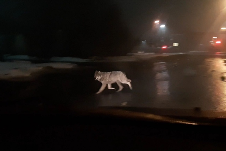 Очевидцы заметили дикое животное на Московском проспекте, а затем волк убежал на улицу Октябрят 