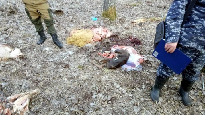 Под Кулигой группа браконьеров убила беременную лосиху. Подозревают, что там были тюменские ВИПы