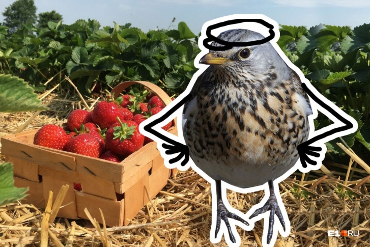 На садовую ягоду в этом году очень много желающих, но птицы впереди всех
