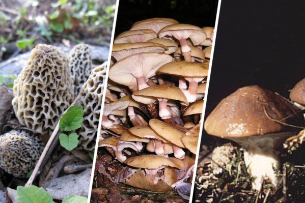На фото съедобные грибы: сморчки, опята и маслёнок