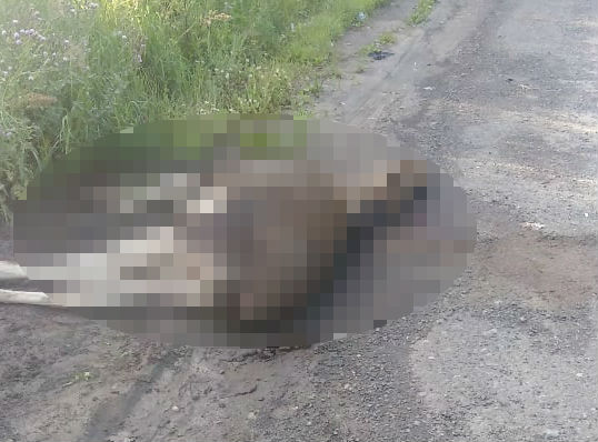 «А чего его жалеть?»: на трассе в Ярославской области сбили лося